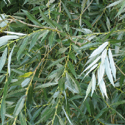 white willow.jpg